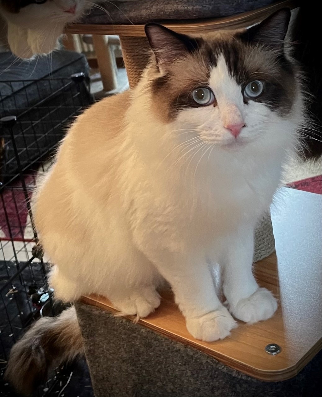 IT* SOFTDOLL Giò Nek